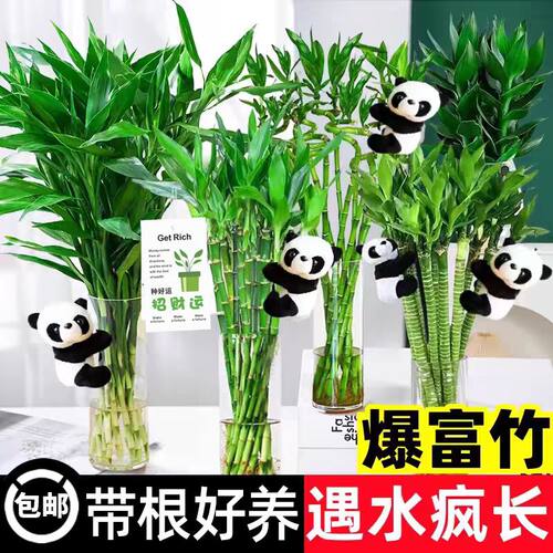 带根富贵竹开运竹水培植物