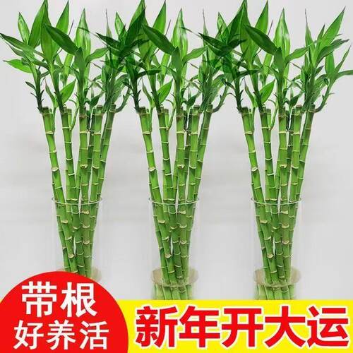 恰意富贵竹带根开运竹水培植物花卉室内绿植盆栽客厅好养活转运竹