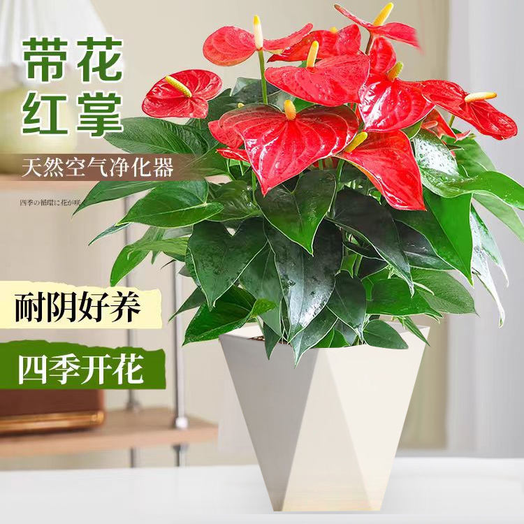 红掌盆栽室内植物粉掌客厅办公室水培桌面绿植花卉好养活净化空气