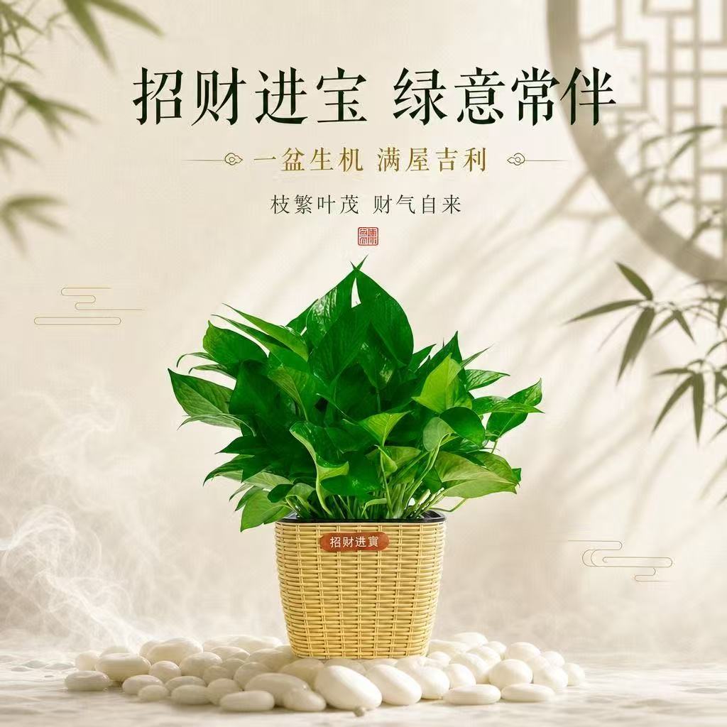 绿萝室内盆栽办公室内前台绿植新房家居装饰摆件招财净化空气植物