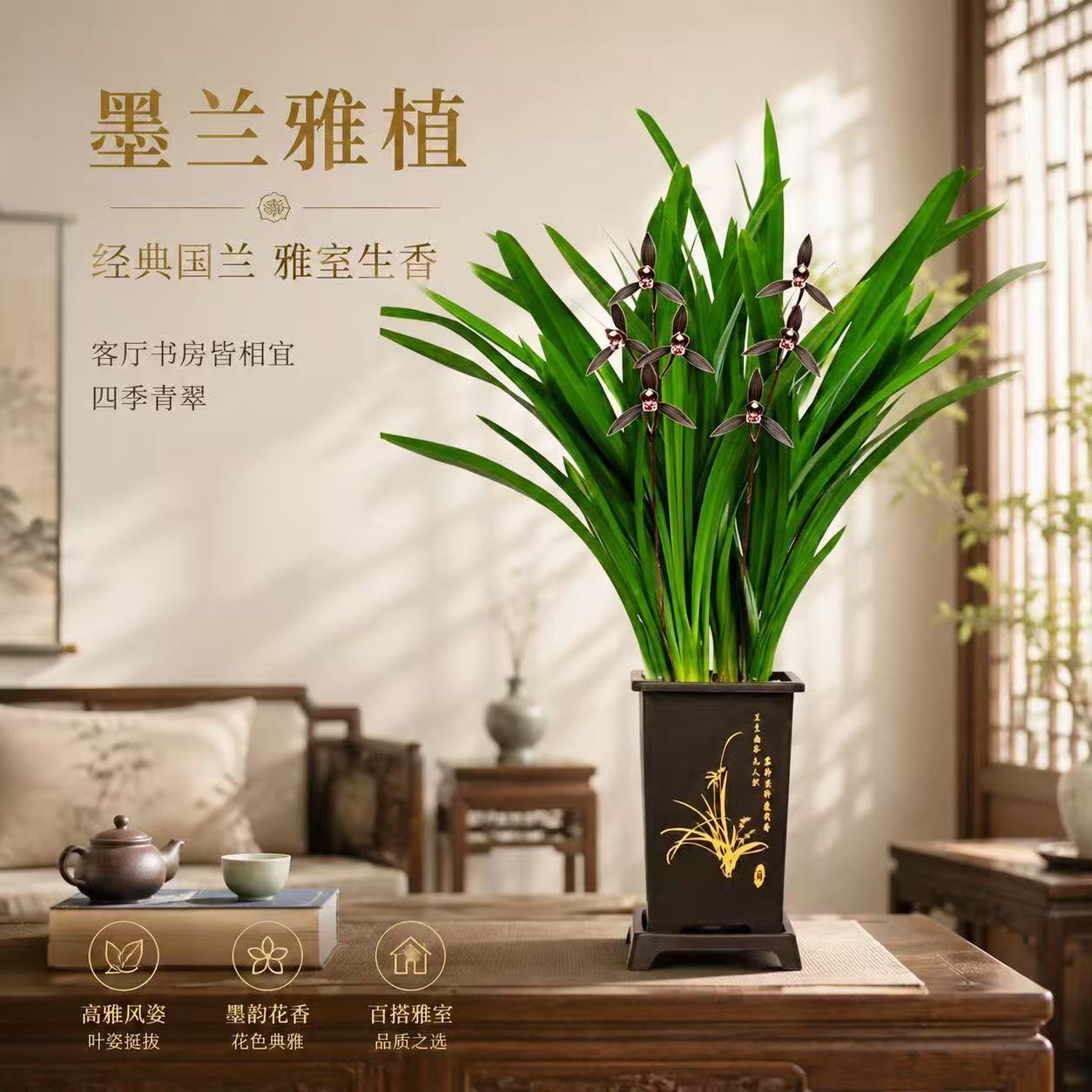 墨兰企黑兰花室内绿植浓香花卉盆栽四季好养客厅阳台办公室植物 - 实物图