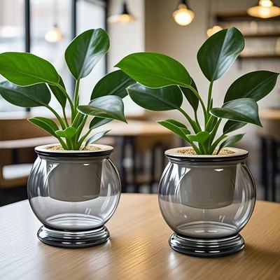 金钻绿公主盆栽室内植物花卉水培绿植客厅好养活新房办公桌面盆景