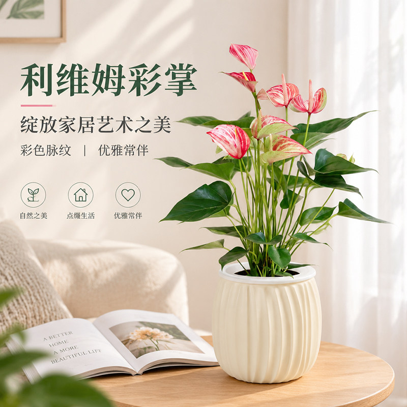 利维姆彩掌盆栽红掌客厅室内好养办公工位桌面绿植水培花卉植物