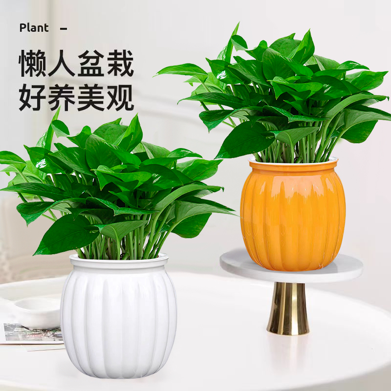 自动吸水绿萝盆栽水培