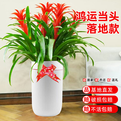 【开业乔迁居】大鸿运当头盆栽带花室内客厅绿植凤梨花卉净化空气