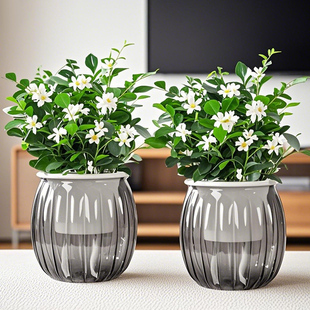 九里香盆栽浓香型驱蚊驱虫植物四季好养活七里香室内花卉网红绿植