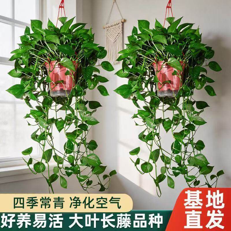 长藤绿萝室内盆栽客厅净化空气绿植长款绿箩大盆垂吊兰水培植物