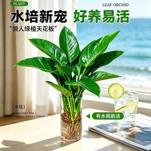 水培植物大叶金钻绿公主办公室内桌面盆栽净化空气四季常青龟背竹