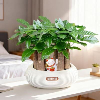 六杆发财树组合盆栽室内客厅茶台办公室好养净化空气植物花卉绿植