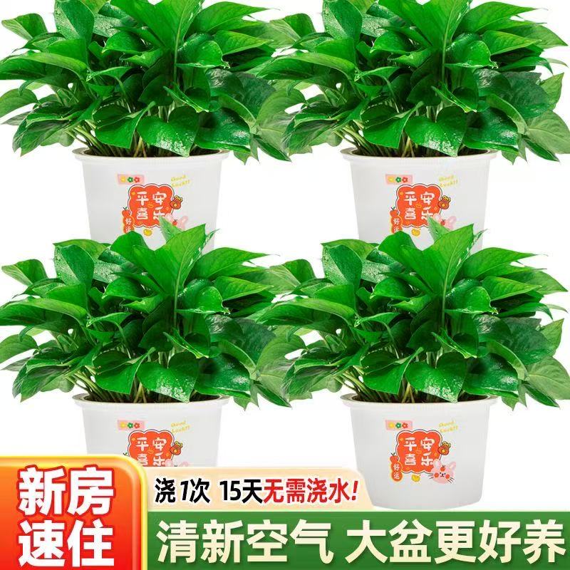 绿萝盆栽室内客厅新房土培绿植花卉办公室植物好养绿箩净化空气