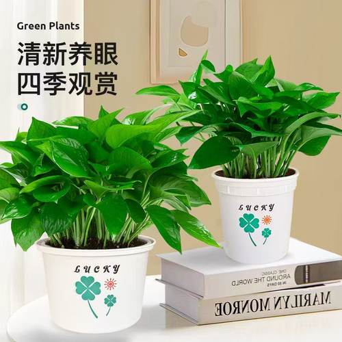 绿萝盆栽室内好养客厅新房好养活绿植花卉办公室植物绿箩净化空气