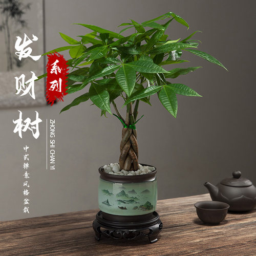 发财树盆栽客厅办公室陶瓷盆种好