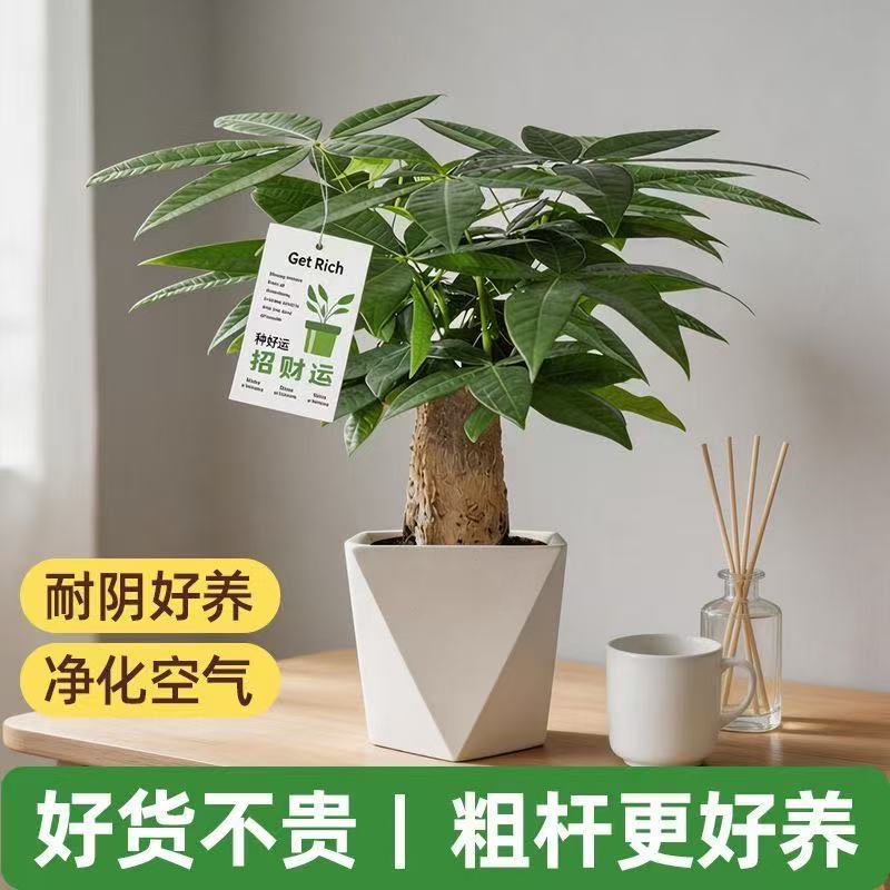 粗杆发财树绿植室内盆栽花卉客厅办公室四季常青精致好养招财植物