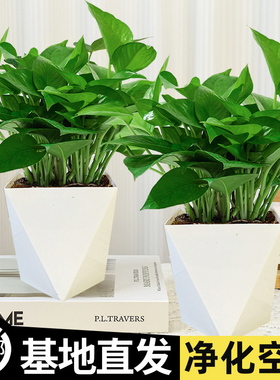 绿萝盆栽室内植物花卉绿植水培客厅净化空气绿箩新房家用好养易活