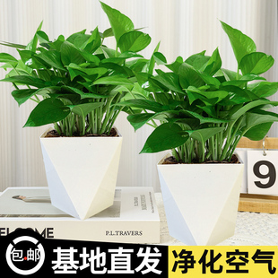 绿萝盆栽室内植物花卉绿植水培客厅净化空气绿箩新房家用好养易活