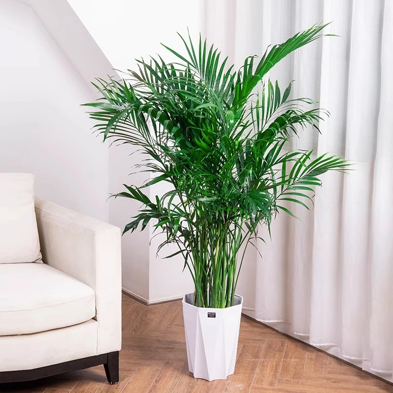 富贵椰子植物客厅大型盆栽散尾葵凤尾竹树室内四季常青绿植好养