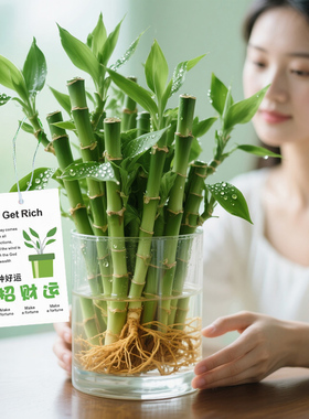 迷你富贵竹观音竹节节高水培植物盆栽室内客厅桌面办公室带根绿植