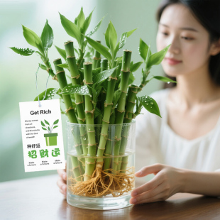 迷你富贵竹观音竹节节高水培植物盆栽室内客厅桌面办公室带根绿植