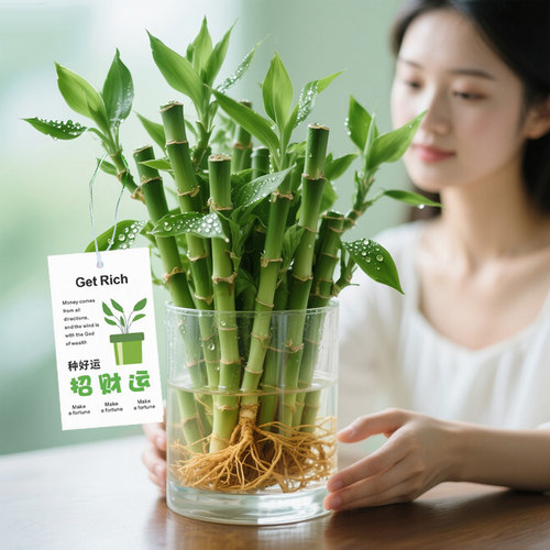迷你富贵竹观音竹节节高水培植物盆栽室内客厅桌面办公室带根绿植