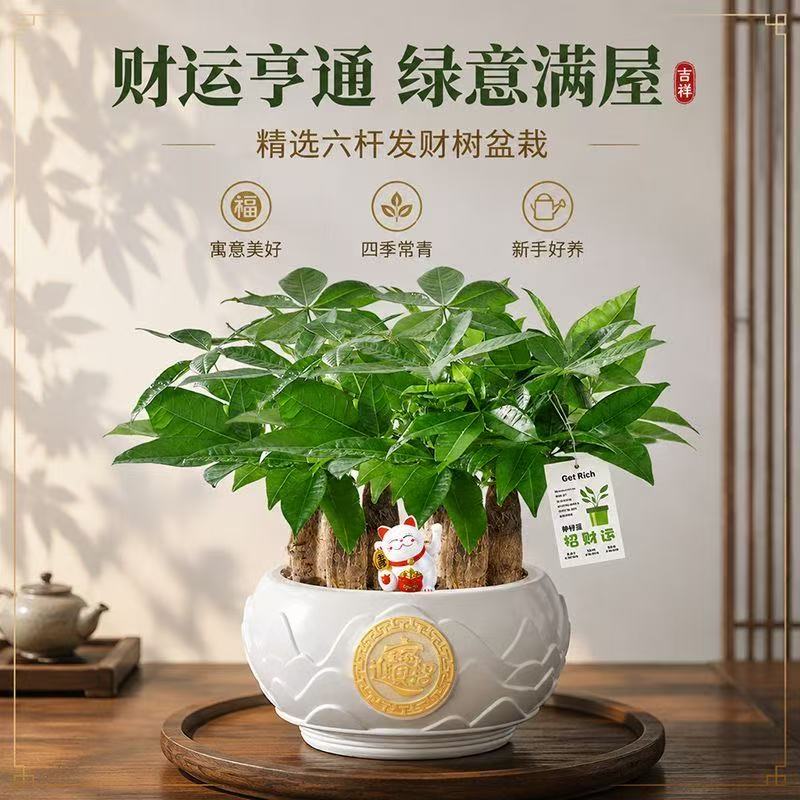 六杆发财树盆栽室内客厅植物花卉绿植办公室接待前台喜庆节日送礼