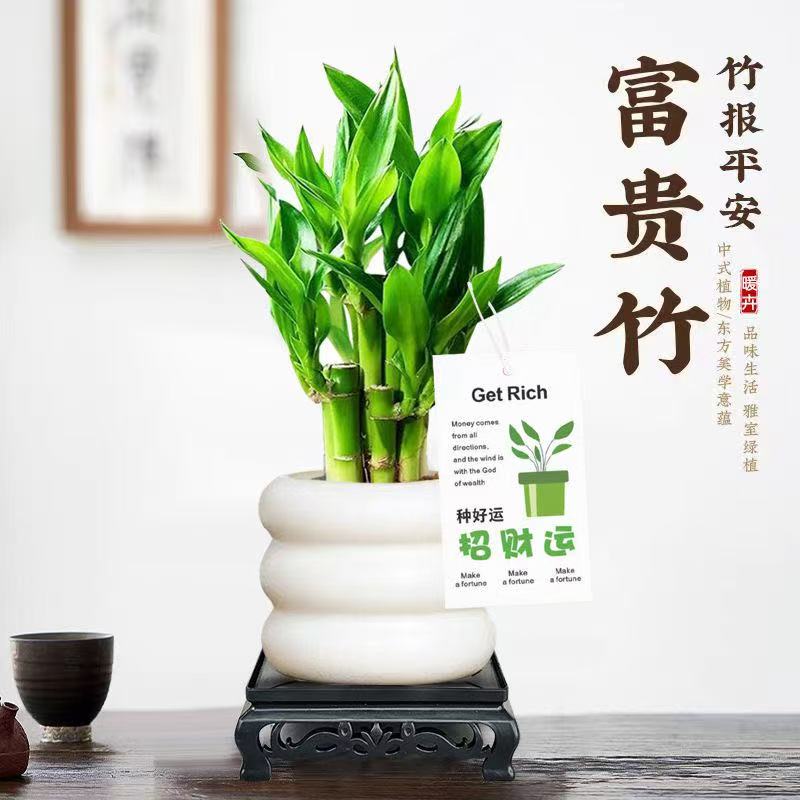 富贵竹荷花竹盆栽办公室内植物步步高升竹微景观桌面绿植好养盆景