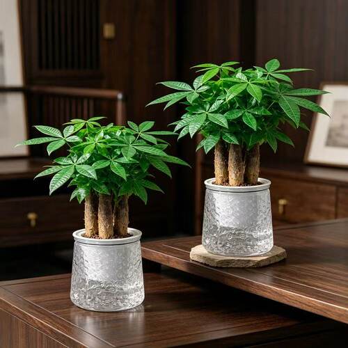 三杆发财树盆栽植物室内客厅招财树盆景办公室桌面窗台四季绿植