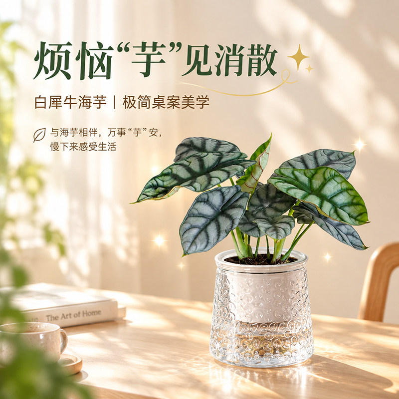 白犀牛海芋盆栽办公室工位桌面ins室内北欧懒人净化植物观叶绿植
