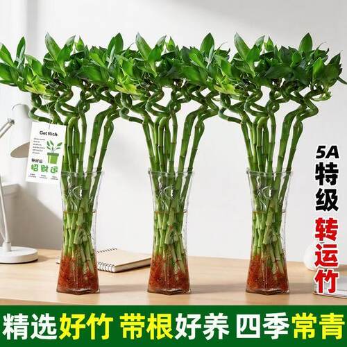 带根转运竹水竹富贵竹植物水养开运竹子盆栽客厅室内招财水培绿植