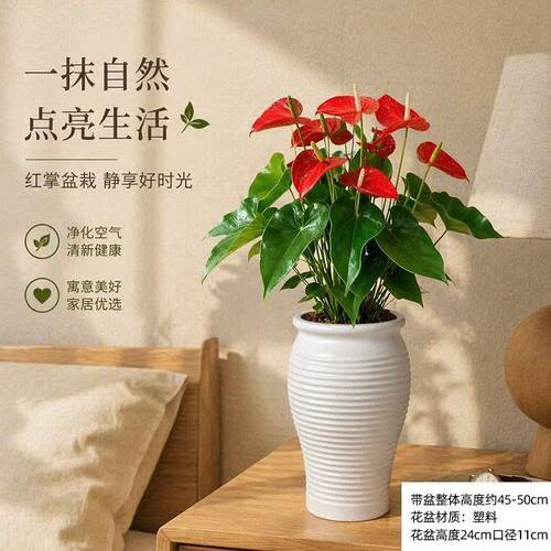 吉姆蕨盆栽网红蕨类植物办公室内净化空气水培观叶好养花卉绿植