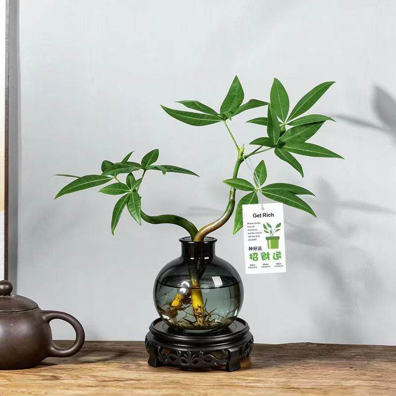 奇趣发财树水培植物招财运净化空气四季好养办公室内懒人花卉绿植