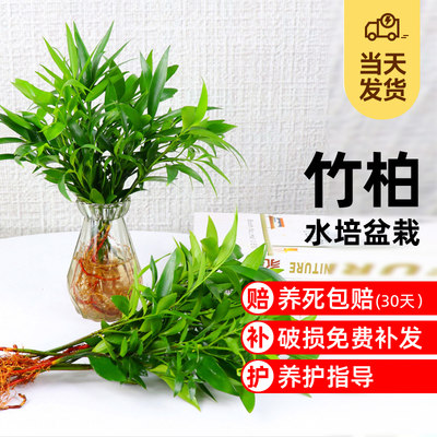 竹柏盆栽水培新宠驱蚊植物