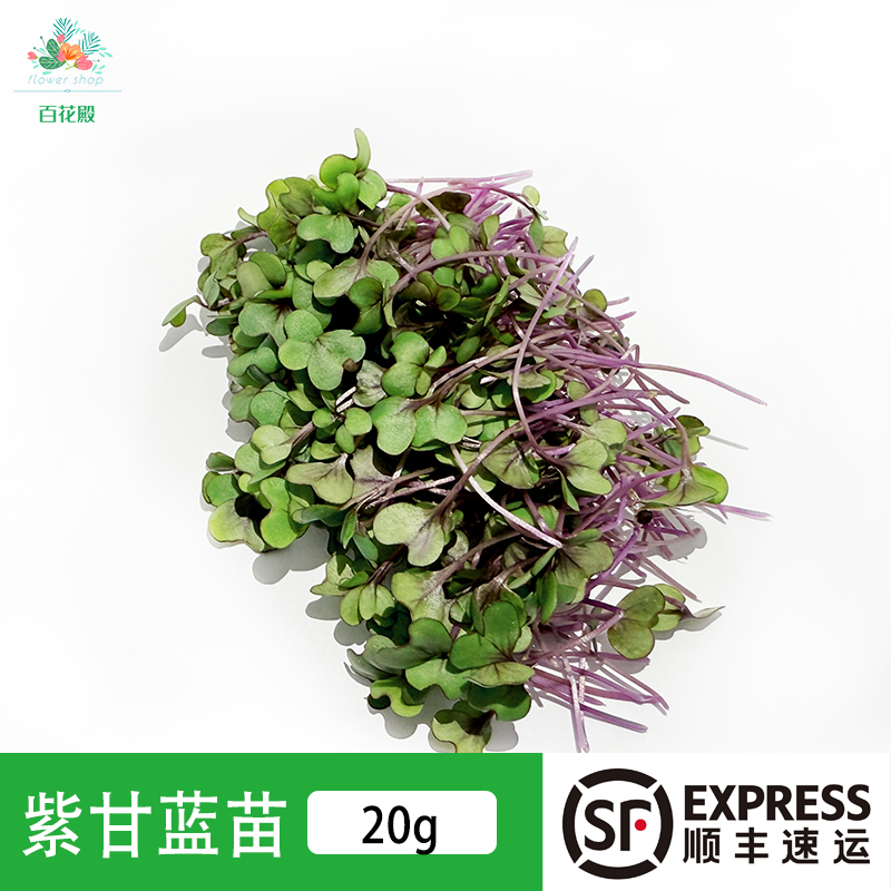 新鲜食用芽苗紫甘蓝苗20g可食用芽苗 餐饮摆盘装饰花草点缀芽苗菜