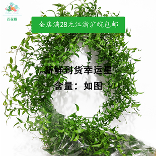 幸运星新鲜阔叶舞竹竹腾树苗食用花草鲜花酒店西餐摆盘装饰