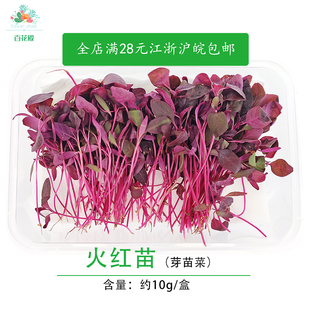 火红苗新鲜蔬菜芽苗菜 斯卡纳苗食用花鲜花草 西餐摆盘装饰