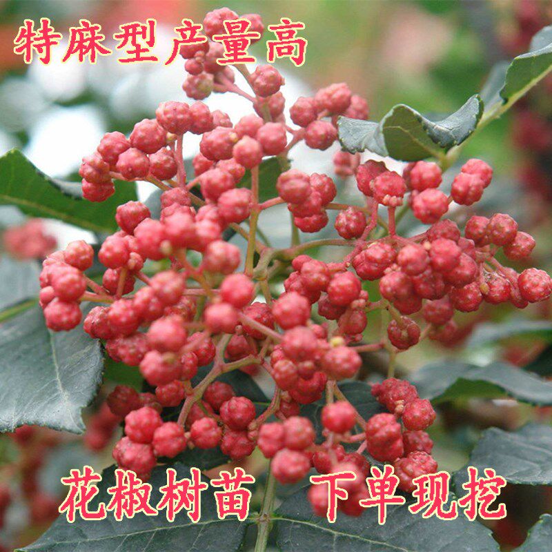 花椒树苗大红袍花椒苗四川食用麻椒苗盆栽地栽无刺高产种当年结果