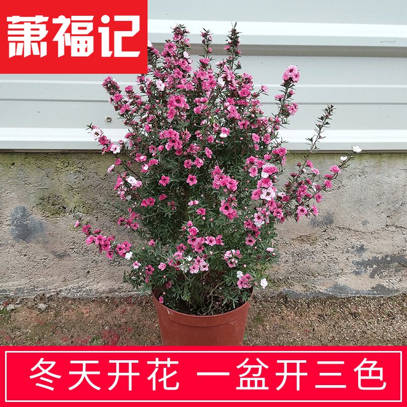 松红梅盆栽一树多色四季绿植客厅庭院盆景松红梅带花苞澳洲梅 Www Wnsq Net