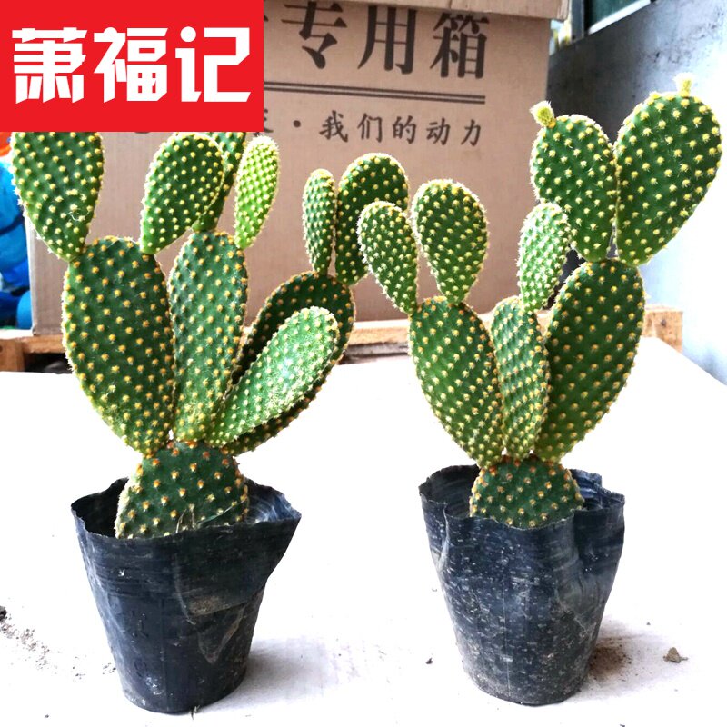 白毛掌仙人掌价格 白毛掌仙人掌图片 星期三