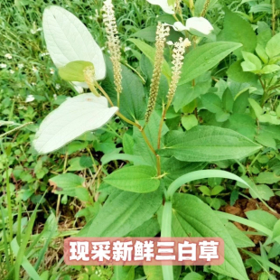 三白草新鲜农家中药天性草根三白草根白莲藕苗水路通五路白白面姑
