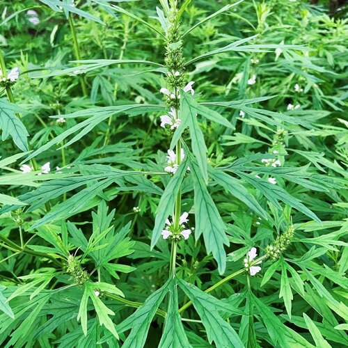 白花益母草新鲜现挖女人草现月子草坤草现晒干货三角胡麻九节草