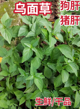 乌面草新鲜狗肝菜猪肝菜潮汕野红蓝青蛇仔路边青猪肝菜中药材