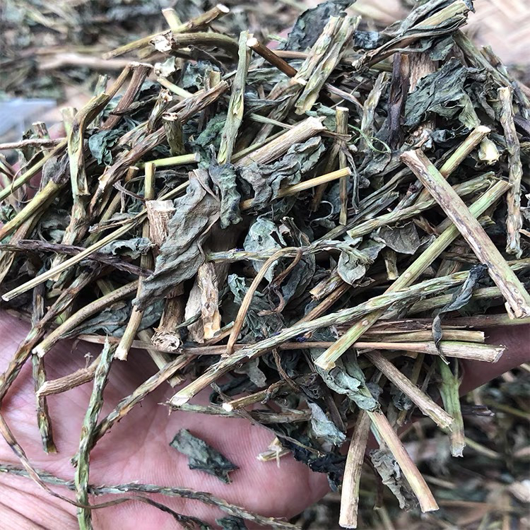 玉龙鞭新鲜现采整颗带根假玉龙鞭无刺大蓝草潮汕蛇尾草玉郎鞭