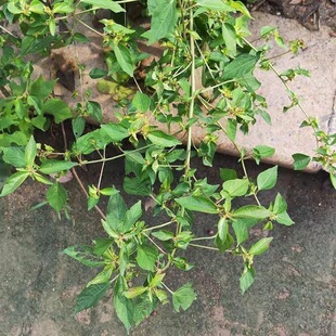 血布袋棵 铁苋菜新鲜中药材血见愁凤眼草野麻草猫眼菜潮汕鸟踏麻