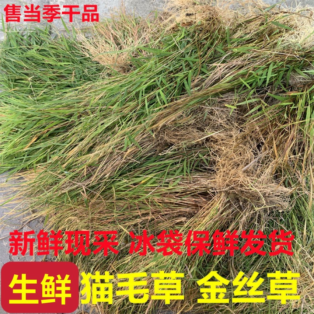 金丝草新鲜潮汕猫毛草野外黄毛草现采猫仔草墙头竹笔仔草干货包邮