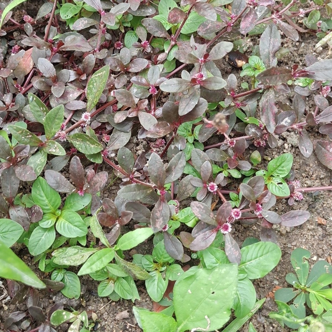 新鲜红田乌草红莲子草红藤菜护心草红节节草血管畅护心清火中草药