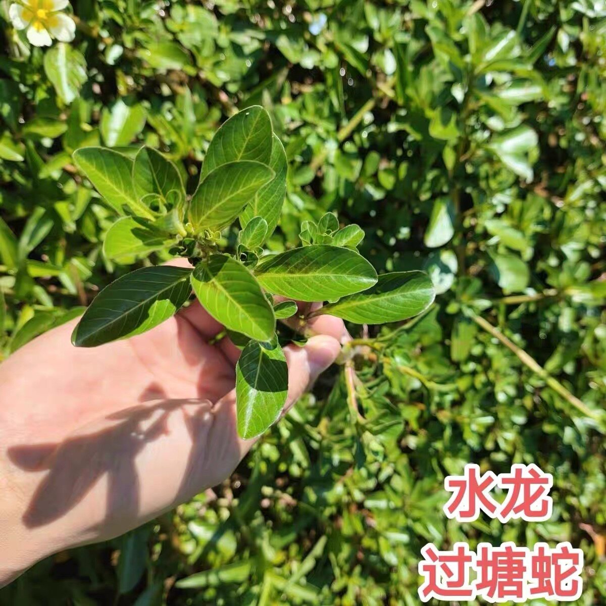 过塘蛇新鲜野生过江藤水盖菜潮汕过江龙中草药洗生蛇缠腰蛇水浮藤