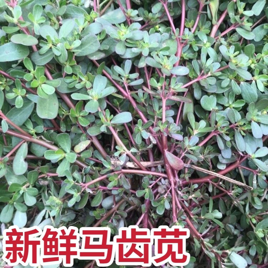 马齿苋新鲜马齿菜野菜 潮汕老鼠耳 马蜂菜 长命菜 长寿菜中草药