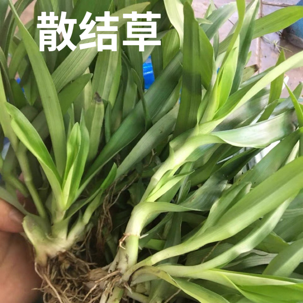 散结草新鲜广东猫爪草痰火草化核草围夹草潮汕白兰 狮子草中药材