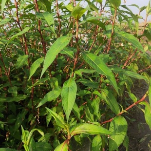 辣蓼草红叶蓼子辣廖草马蓼草蓼子草斑蕉草梨同草水蓼做酒曲