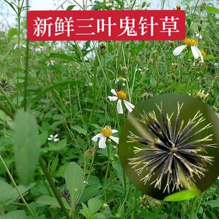 野外新鲜鬼针草降茶压泡茶中草药材四方枝三叶一包针干货儿童洗澡