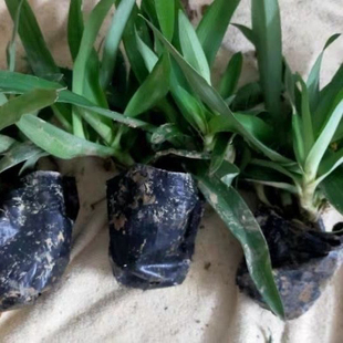 痰火草苗大苞水竹叶围夹草青竹壳菜 青鸭跖草 广东猫爪草种植苗